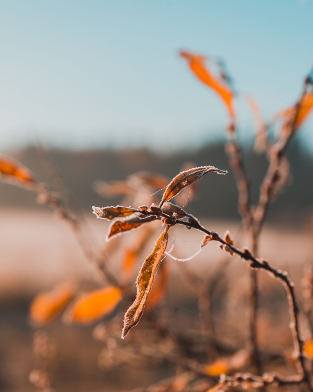 ochtend in de winter